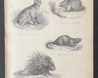Hares, Coypu and Porcupine - Original c1860's Museum of Natural History print