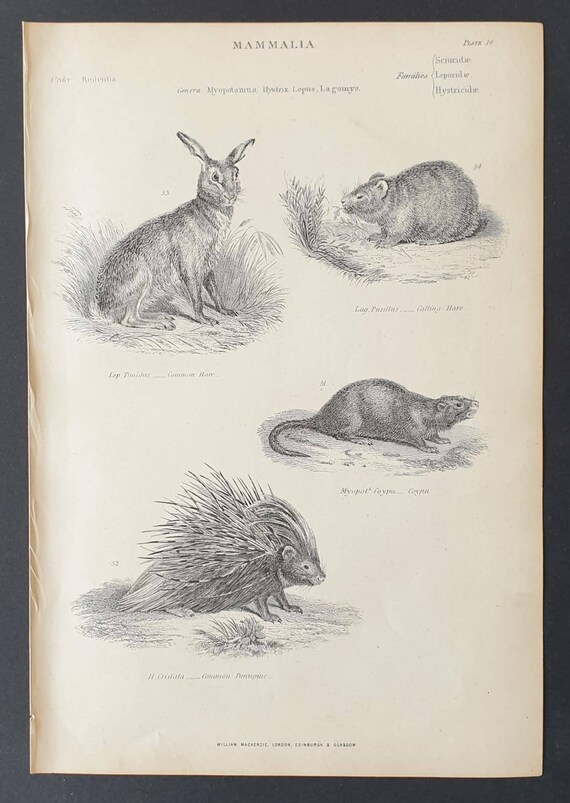 Original c1860's Museum of Natural History print - Hares/ Coypu and Porcupine