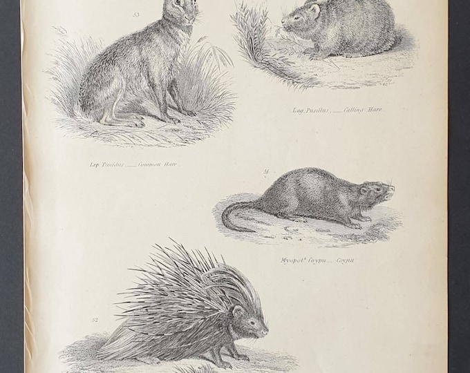 Original c1860's Museum of Natural History print - Hares/ Coypu and Porcupine