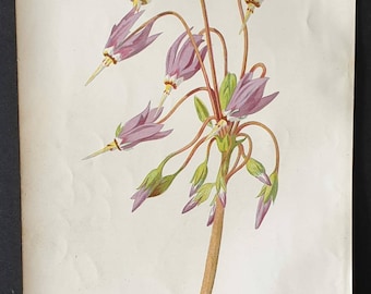 American Cowslip - Original 1890 flower print