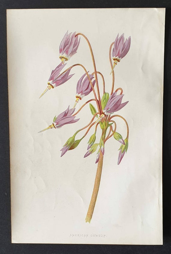 Original 1890 flower print - American Cowslip
