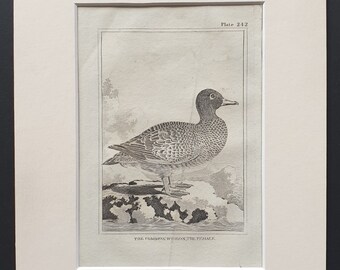 The Common Wigeon, The Female -  Original 1812 Buffon print in mount (242)