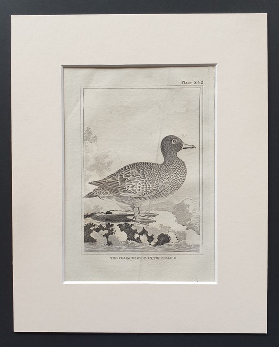 The Common Wigeon, The Female -  Original 1812 Buffon print in mount (242)