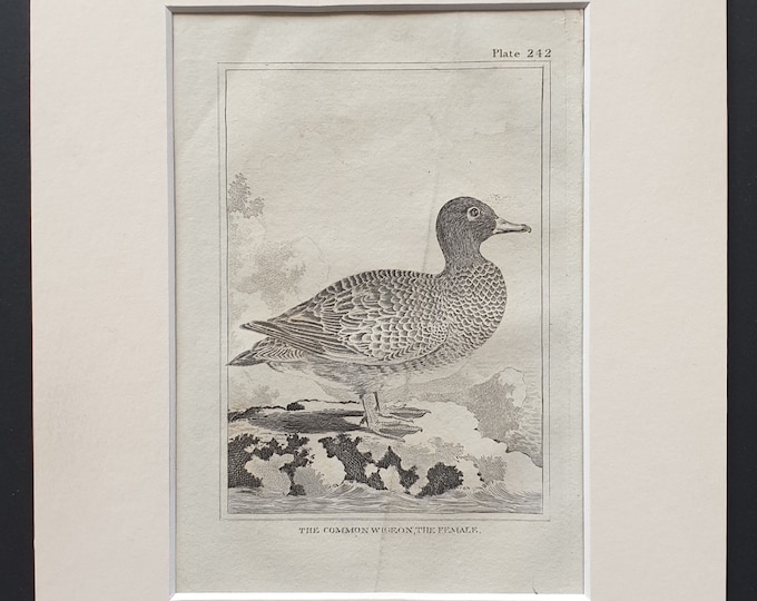 The Common Wigeon, The Female -  Original 1812 Buffon print in mount (242)