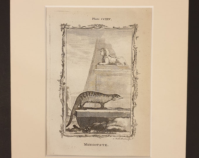 Mangouste - Original 1791 Buffon print in mount