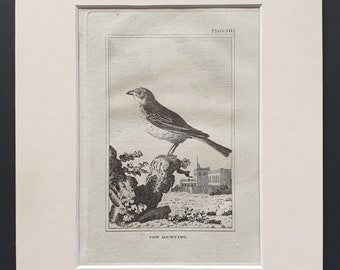 The Bunting - Original 1812 Buffon print in mount (101)