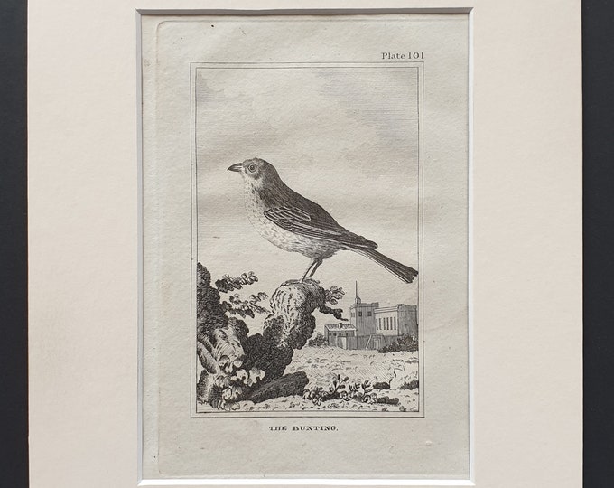 The Bunting - Original 1812 Buffon print in mount (101)