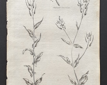 Great and Hairy Tower Mustard - Original 1802 Culpeper engraving (101)