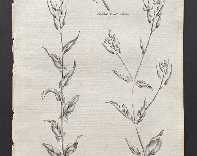 Great and Hairy Tower Mustard - Original 1802 Culpeper engraving (101)