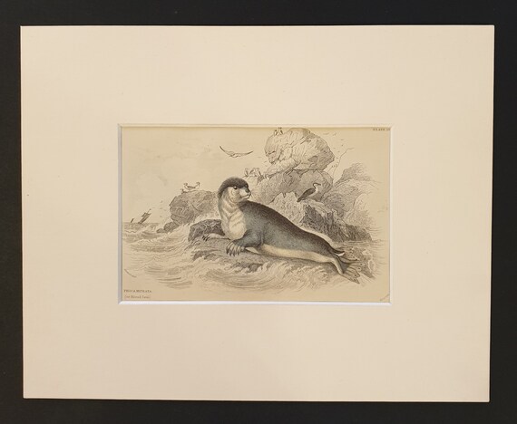 The Hooded Seal  - Original 1839 hand coloured print in mount