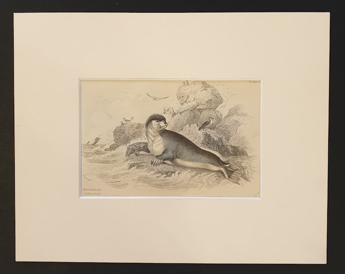 The Hooded Seal  - Original 1839 hand coloured print in mount
