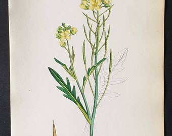 Wall Rocket - Original 1863 Sowerby hand coloured botanical print