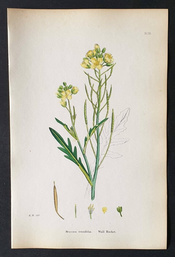 Original 1863 hand coloured botanical print - Wall Rocket
