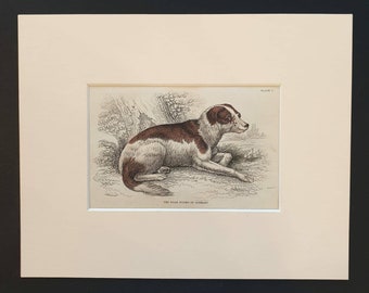 The Boar Hound of Germany - Original 1840 hand coloured mammalia print in mount