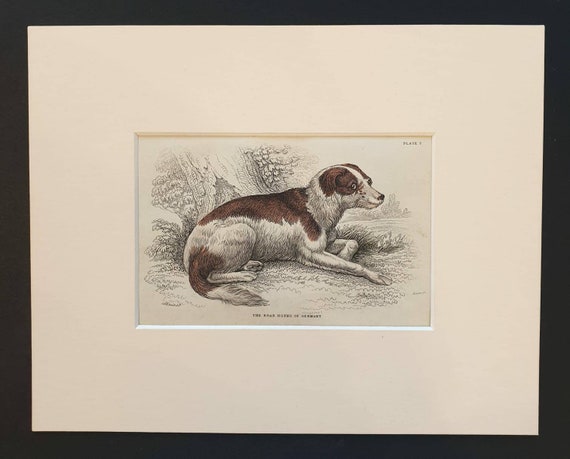 Original 1840 hand coloured mammalia print in mount - The Boar Hound of Germany