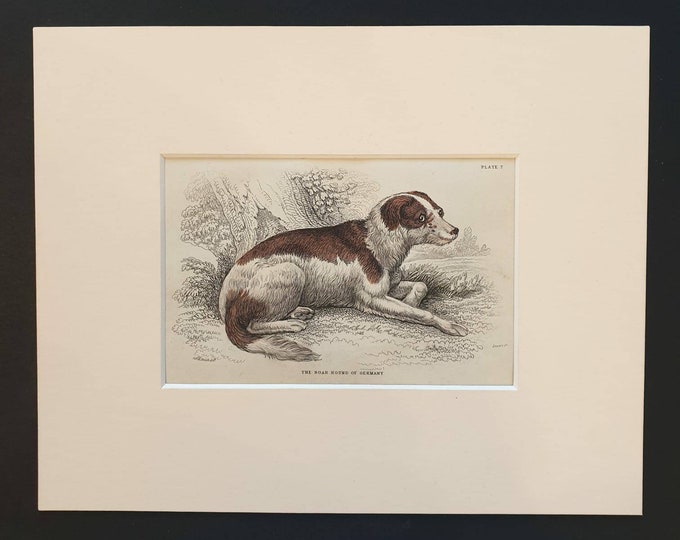 Original 1840 hand coloured mammalia print in mount - The Boar Hound of Germany