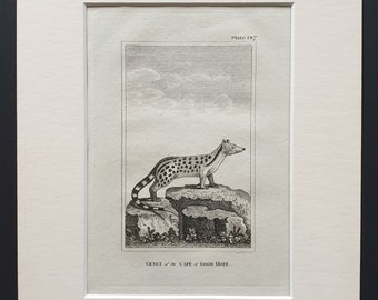 Genet of the Cape of Good Hope - Original 1812 Buffon print in mount