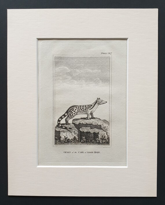 Genet of the Cape of Good Hope - Original 1812 Buffon print in mount