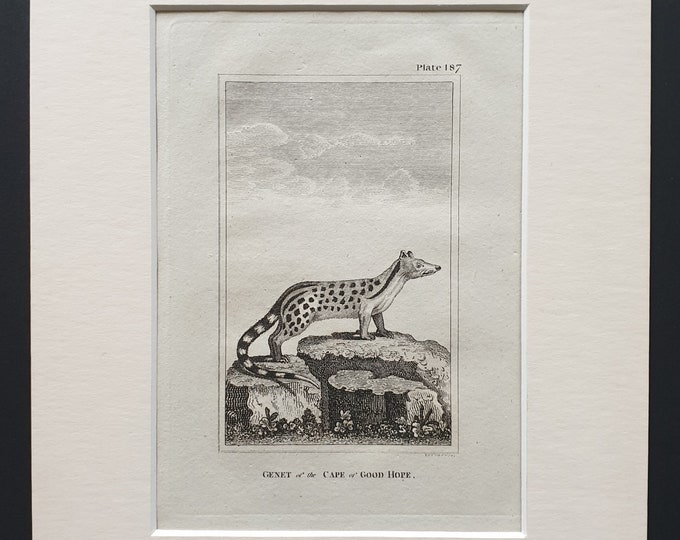 Genet of the Cape of Good Hope - Original 1812 Buffon print in mount