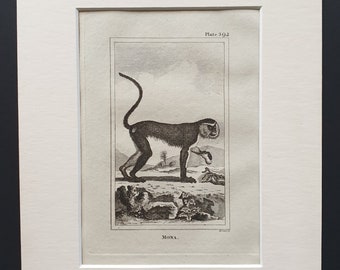 Mona - Original 1812 Buffon print in mount