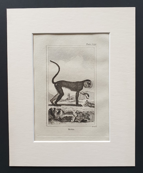 Mona - Original 1812 Buffon print in mount