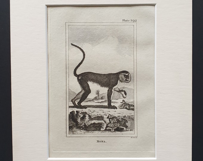 Mona - Original 1812 Buffon print in mount