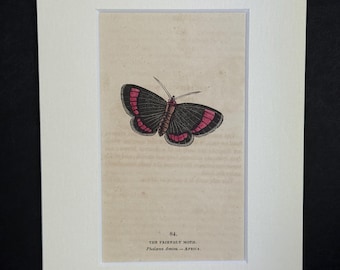 The Friendly Moth - Original 1832 Hand Coloured Antique Print