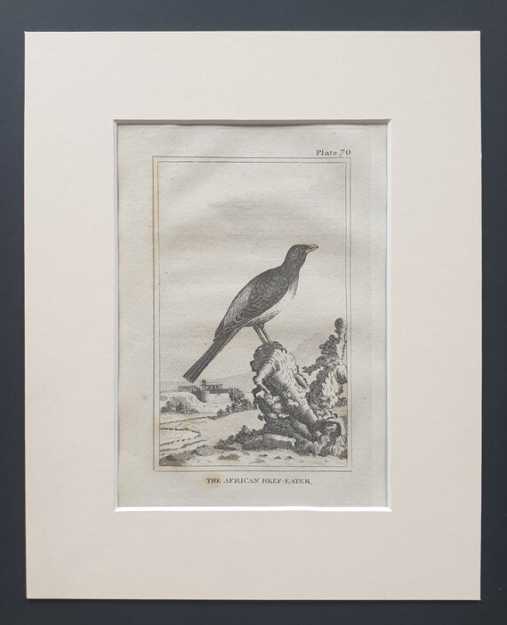 The African Beef Eater - Original 1812 Buffon print in mount (70)
