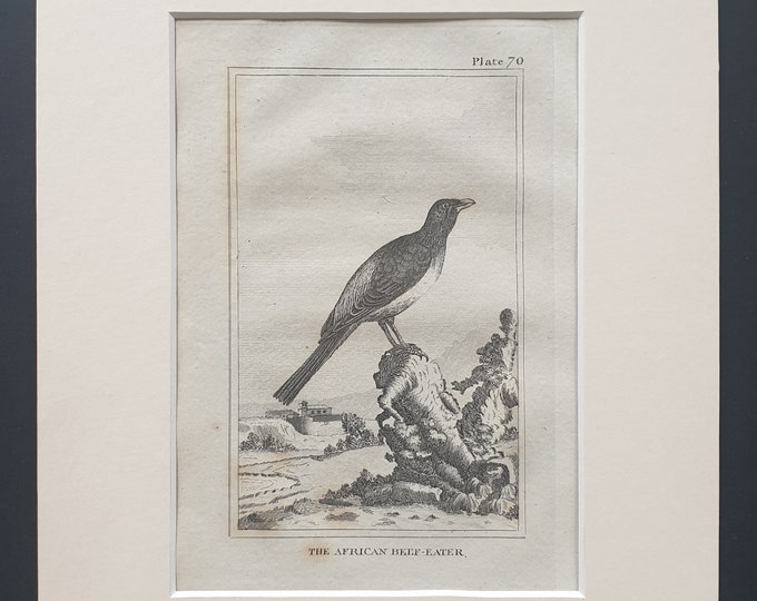 The African Beef Eater - Original 1812 Buffon print in mount (70)