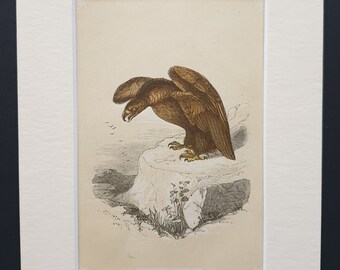 The Golden Eagle - Original 1851 John Tallis woodblock print