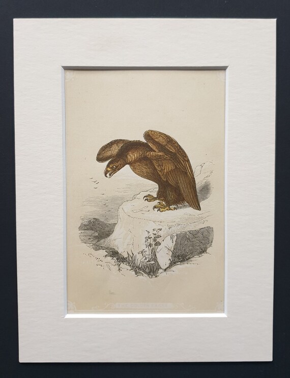 The Golden Eagle - Original 1851 John Tallis woodblock print