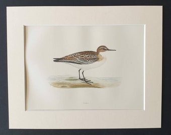 Peep - Original 1891 hand coloured bird print in mount