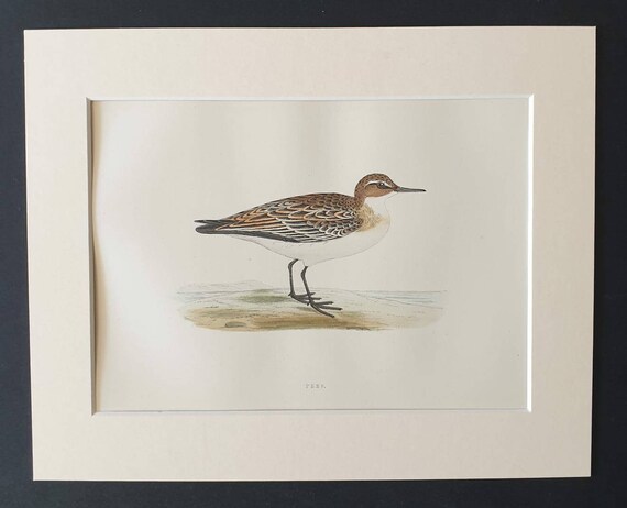 Original 1891 hand coloured bird print in mount - Peep