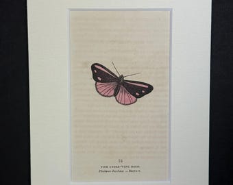 Pink Under-Wing Moth - Original 1832 Hand Coloured Antique Print