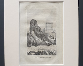 The Common Buzzard - Original 1812 Buffon print in mount (8)