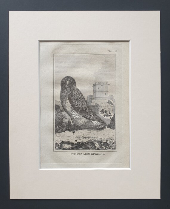 The Common Buzzard - Original 1812 Buffon print in mount (8)