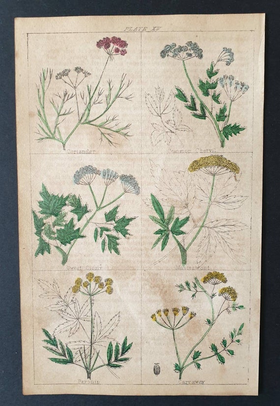 Original 1854 hand coloured botanical print