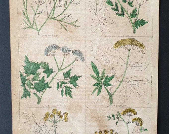 Original 1854 hand coloured botanical print
