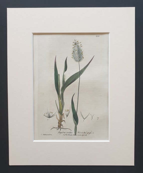 Hare's Tail Grass - Original 1839 hand coloured flower print in mount