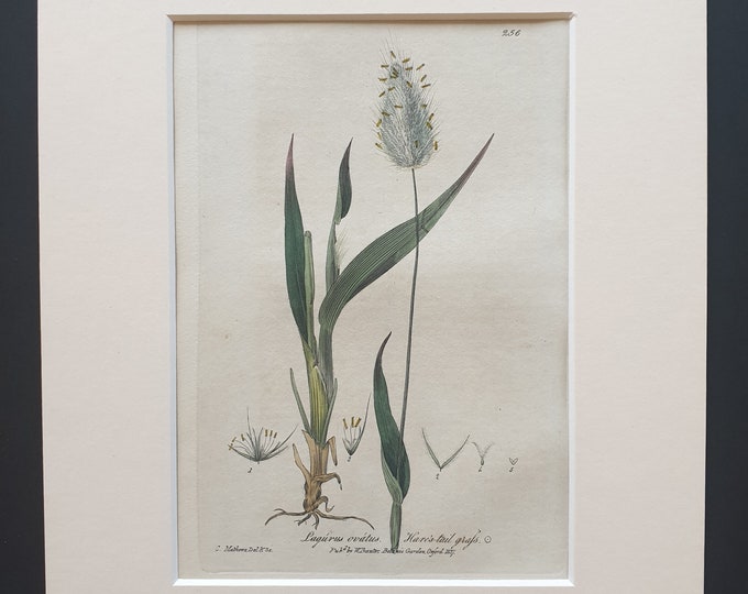 Hare's Tail Grass - Original 1839 hand coloured flower print in mount