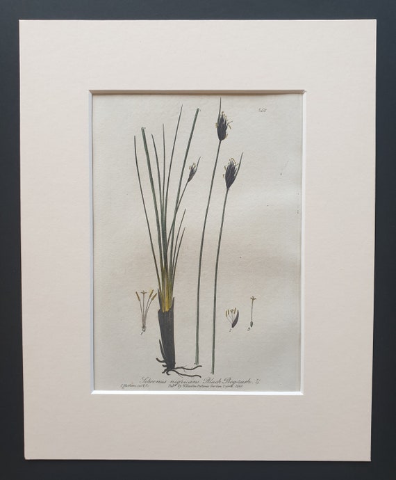 Black Bog Rush - Original 1839 hand coloured flower print in mount