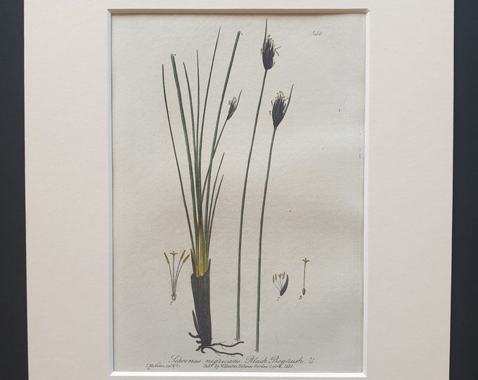 Black Bog Rush - Original 1839 hand coloured flower print in mount