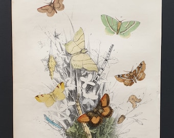 The Light Emerald Moth and others - Original hand coloured 1860 print