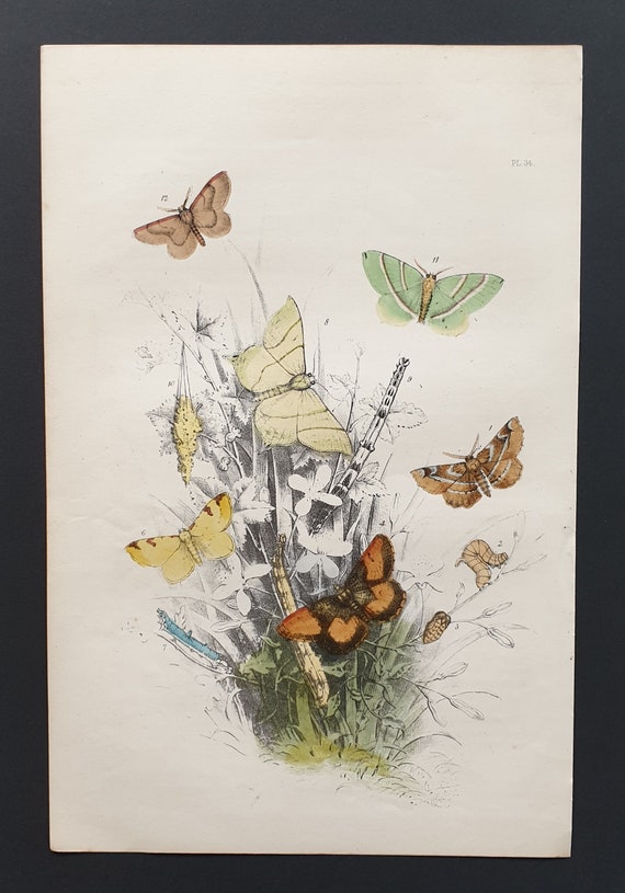 The Light Emerald Moth and others - Original hand coloured 1860 print