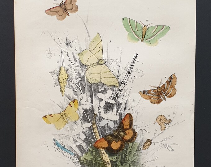 The Light Emerald Moth and others - Original hand coloured 1860 print