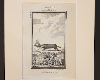 Martin of Guiana - Original 1791 Buffon print in mount