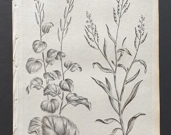 Garlick and Treacle Hedgeweed - Original 1802 Culpeper engraving (86)