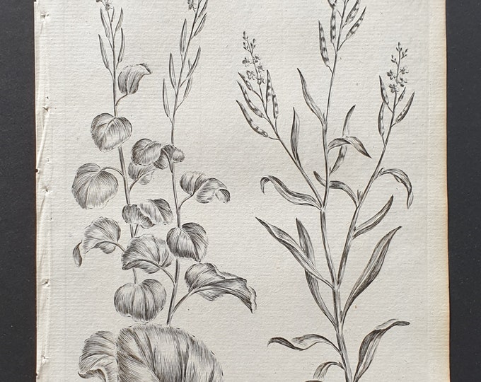 Garlick and Treacle Hedgeweed - Original 1802 Culpeper engraving (86)