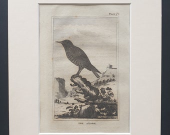 The Stare - Original 1812 Buffon print in mount (71)