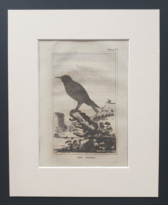 The Stare - Original 1812 Buffon print in mount (71)